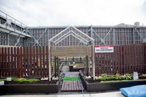 ＳＣＡ校舎屋上にある東日本大震災の塩害土壌回復実験圃場