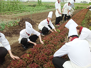 仙台野菜を深く知るため仙台東部農業地域を訪れ、野菜を収穫。